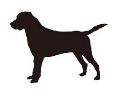 Hund